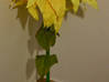 Photo for the classified decoration flower Sint Maarten #0