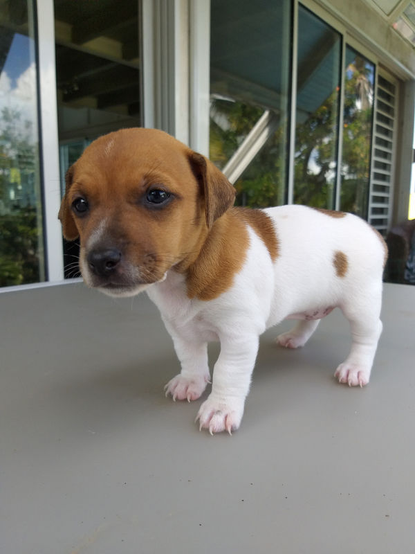 Chiots jack russell Chien Guadeloupe • Cyphoma