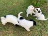 Photo for the classified jack Russell puppies Saint Barthélemy #6
