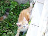 Photo de l'annonce chatons a donner Guadeloupe #2