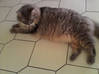 Photo de l'annonce Une nounou pour mon chat Guadeloupe #0