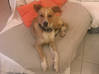 Photo de l'annonce Donne magnifique chien cocotier Saint Barthélemy #0