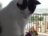 Photo for the classified cherche pet sitter pour garder mon chat Saint Martin #0