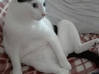 Photo for the classified cherche pet sitter pour garder mon chat Saint Martin #2