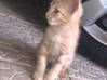 Photo de l'annonce Donne 4 chatons Martinique #5