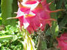 Photo de l'annonce Pitaya (fruit du dragon) Martinique #4