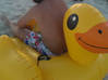 Photo for the classified Inflatable duck Saint Martin #0
