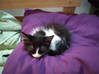 Photo de l'annonce Donne petit chat femelle trouvé Guadeloupe #2