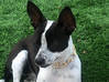 Photo for the classified Lost little black and white dog with big box Saint Martin #0