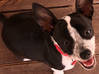 Photo for the classified Lost little black and white dog with big box Saint Martin #1