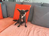 Photo for the classified CHIENNE CHIHUAHUA PERDU at ORIENT BAY Saint Martin #0
