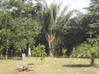 Photo de l'annonce Terrain agricole aménagé de 1,2 hectare Roura Guyane #1