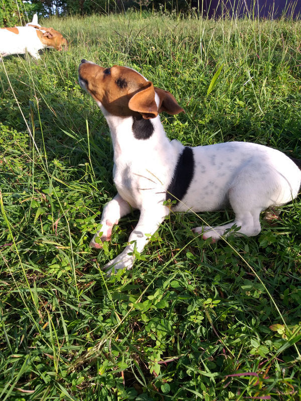 Chiots jack russell Chien Guadeloupe • Cyphoma