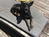 Photo de l'annonce Donne chien cocotier Saint-Martin #2