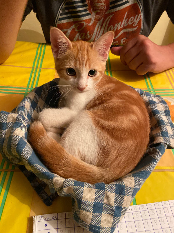 3 chatons à donner Chat Guadeloupe • Cyphoma