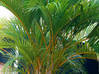 Photo for the classified Plantes Saint Martin #0