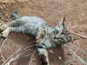 Photo for the classified Donne 2 adorable chatons (gratuit) Saint Martin #3