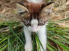 Photo for the classified Donne 2 adorable chatons (gratuit) Saint Martin #5