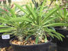 Photo de l'annonce Palmiers de Madagascar ou pachypodiums Guadeloupe #0