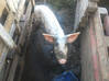 Photo de l'annonce Cochon femelle Guadeloupe #0