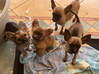 Photo de l'annonce 4 Chihuahuas Martinique #0