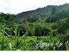 Photo de l'annonce Terrain Vue dégagée accès rivière Vieux-Habitants Guadeloupe #7