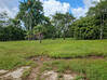 Photo de l'annonce Terrain à bâtir 1 000 m2 a la Carapa -... Montsinéry-Tonnegrande Guyane #4