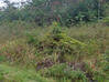 Photo de l'annonce terrain - Terrain de 20 000,00 m² Montsinéry-Tonnegrande Guyane #3