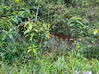 Photo de l'annonce terrain - Terrain de 20 000,00 m² Montsinéry-Tonnegrande Guyane #4