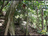 Photo de l'annonce Le Vauclin- Beau terrain - 3321 M2 Le Vauclin Martinique #1