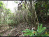 Photo de l'annonce Le Vauclin- Beau terrain - 3321 M2 Le Vauclin Martinique #2