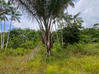 Photo de l'annonce Montsinery Tonnegrande terrain -... Montsinéry-Tonnegrande Guyane #22