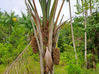 Photo de l'annonce Montsinery Tonnegrande terrain -... Montsinéry-Tonnegrande Guyane #25