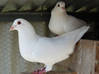 Photo de l'annonce pigeon hubbel blanc Martinique #0