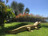 Photo de l'annonce Crocodile Géant Sint Maarten #0
