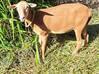 Photo de l'annonce Mouton Martinique #2
