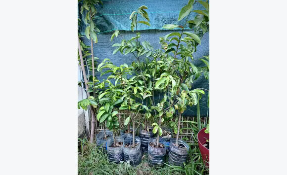 Plant de corossolier (soursop) - Bricolage - Jardinage Saint-Martin ...