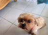 Photo de l'annonce Yorkshir/Shithtzu Martinique #1