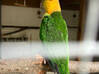 Photo for the classified Caique parrot Saint Martin #0